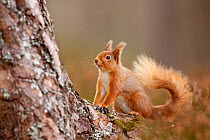 Red Squirrel (Sciurus vulgaris)  in Scots pine forest, Cairngorms National Park, Highlands, Scotland, UK, April.
