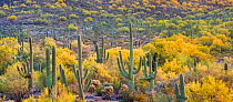 Saguaro cacti (Carnegiea gigantea) in bloom  with Foothill paloverde (Cercidium microphyllum) Sonoran Desert National Monument, Arizona, USA, April.