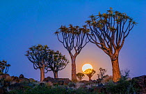 Quiver trees (Aloe dichotoma) with full moon rising, Namib Desert. Namibia.