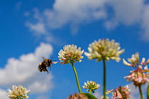 White-tailed bumblebee (Bombus lucorum) flying to White clover (Trifolium repens) flowers, Monmouthshire, Wales, UK. July.