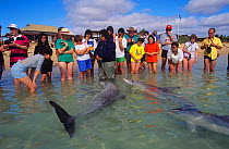 Tourists meeting Indo-Pacific bottlenose dolphin (Tursiops aduncus) at Monkey Mia, Shark Bay UNESCO Natural World Heritage Site, Western Australia, Australia.