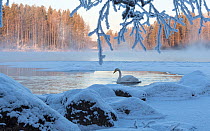 Whooper swan (Cygnus cygnus) on river in winter, Finland, January.