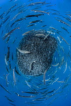 European barracuda (Sphyraena sphyraena) and Bluefish (Pomatomus saltatrix) circling baitball of Atlantic horse mackerel (Trachurus trachurus) Formigas Islets, Azores. Finalist in the Underwater Categ...