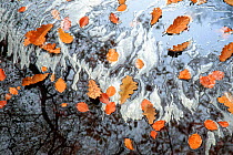 Oak and Beech tree leaves in autumn colours floating on  water of mountain stream, La Hoegne / High Fenn, Ardennes, Belgium
