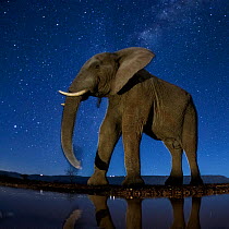 African elephant (Loxodonta africana) at waterhole at night, Mkuze, South Africa Third place in the Nature Portfolio category of the World Press Photo Awards 2017.