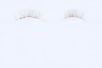 Eyelash shaped tufts of grass in snow on beach, Saudarkrokur, Iceland. March. Winner of the Plants category of the GDT European Wildlife Photographer of the Year Awards 2017.