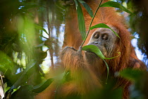 Tapanuli Orangutan (Pongo tapanuliensis) feeding on leaf, Batang Toru, North Sumatra, Indonesia. This is a newly identified species of orangutan,  limited to the Batang Toru forests in North Sumatra i...