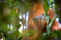 Tapanuli Orangutan (Pongo tapanuliensis) Batang Toru, North Sumatra, Indonesia. This is a newly identified species of orangutan,  limited to the Batang Toru forests in North Sumatra is with a populati...