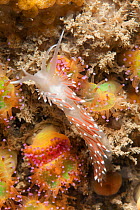 Scarlet lady nudibranch (Flabellina browni) Sark, British Channel Islands, July.