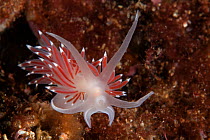 Nudibranch (Flabellina browni), Trondheimsfjord, Norway, July.