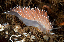 Nudibranch (Flabellina browni), Trondheimsfjord, Norway, July.