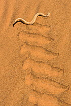 Peringuey&#39;s adder (Bitis peringueyi) sidewinding in Namib desert, Namibia.