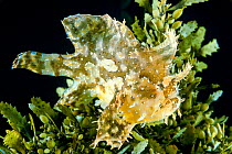 Sargassum fish (Histrio histrio) at the  sea surface with  floating sargassum weed.  Hawaii.