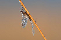 Mayfly (Ephemeroptera) dew covered, Klein Schietveld, Brasschaat, Belgium, April.