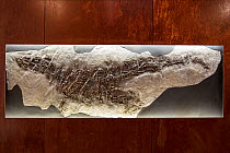 Fossil of a Rauisuchian archosaur (Ticinosuchus ferox) from the Middle Triassic, Fossil Museum of Monte San Giorgio, UNESCO World Heritage Site, Ticino, Switzerland.