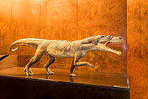 Model of Ticinosuco (Ticinosuchus ferox) from the Middle Triassic period, UNESCO World Heritage Site, Fossil Museum of Monte San Giorgio, Ticino, Switzerland.