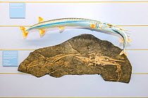 Fossil and illustration of a Lizard fish (Saurichthys curionii) female eating a small male of the same species. The female probably choked while feeding, from the Middle Triassic period, Fossil Museum...