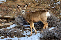 Mule deer (Odocoileus hemonius) doe, Bryce Canyon National Park, Utah, USA, March.