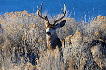 Mule Deer (Odocoileus hemionus) stag Antelope Island State Park, Great Salt Lake, Utah, USA, March.