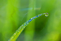 Dewdrop on grass,  Monmouthshire, Wales UK,  October.