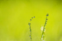 Dew on grass, Monmouthshire Wales, UK, September.
