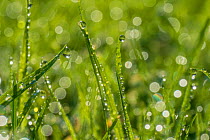 Dewdrop on grass with bokeh affect, Monmouthshire, Wales, UK, September.