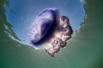 Purple crown jellyfish (Netrostoma setouchina) in the shallow waters, Nukubati Island Resort, Macuata Province, Fiji, South Pacific