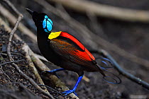 Wilson&#39;s bird-of-paradise (Cicinnurus respublica), Waigeo, Raja Ampat, Western Papua, Indonesian New Guinea