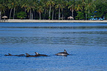 Indo-Pacific bottlenose dolphin (Tursiops aduncus), off the coast of Raja Ampat, Western Papua, Indonesia