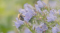 Slow motion clip of a Common carder bumblebee (Bombus pascuorum) feeding from a Viper's bugloss (Echium vulgare) flower, Bristol, England, UK, September.