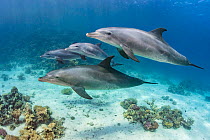 Pod of Indian Ocean bottlenose dolphin (Tursiops adunctus) swim over a coral reef. Sha'ab El Erg, Hurghada, Egypt. Red Sea.