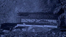 Juvenile Brown rat (Rattus norvegicus) entering live trap and escaping, filmed at night using an infra red camera, Carmarthenshire, Wales, UK, November.