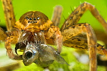 Great Fen / Raft spider (Dolomedes plantarius), adult female eating an invasive species of fish, Western mosquitofish, (Gambusia affinis), Alessandria, Italy, August.