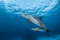 Indo-Pacific bottlenose dolphins (Tursiops aduncus)  Safaga, Egypt. Red Sea.
