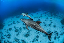 Indo-Pacific bottlenose dolphin (Tursiops aduncus) Safaga, Red Sea, Egypt.