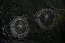 Two dew covered Spiderwebs in forest, Vosges, France, September.