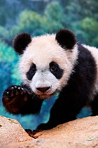 Giant panda cub (Ailuropoda melanoleuca) portrait Yuan Meng, first giant panda ever born in France,  age 10 months. Captive at Beauval Zoo, Saint Aignan sur Cher, France
