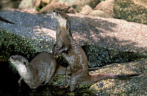 Asian small-clawed otter (Aonyx cinereus) two, one standing on hind legs smelling, captive occurs in Asia.