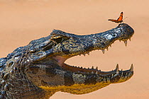 Yacare caiman (Caiman yacare) with butterfly on snout, Cuiaba River, Pantanal Matogrossense National Park, Pantanal, Brazil.