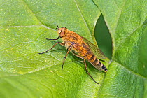 Common stiletto fly (Thereva nobilitata)  Warwick Gardens, Peckham, London, England, UK. June.