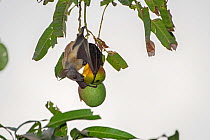 Straw-coloured fruit bat (Eidolon helvum) feeding. Lamin, Gambia.
