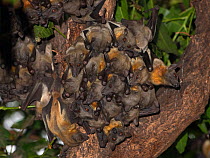 Straw-coloured fruit bat (Eidolon helvum) colony roosting, Lamin, Gambia.
