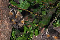 Straw-coloured fruit bat (Eidolon helvum), group roosting. Lamin, Gambia.