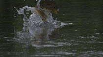 Slow motion clip of a Brown trout (Salmo trutta) breaching to predate an adult Mayfly (Ephemoptera) emerged on the surface, River Kennet, Hungerford, Berkshire, England, UK, June.