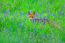 Red fox, (Vulpes vulpes), in bluebells, UK