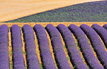 Lavender fields, Plateau de Valensole, Provence, France. July 2008