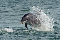 Bottlenose dolphin (Tursiops truncatus) breaching. Moray Firth, Scotland.