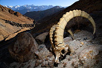RF - Skull of a male Himalayan ibex (Capra sibirica) (killed by a snow leopard) lying on steep rocky slope. Himalayas, Ladakh, northern India. (This image may be licensed either as rights managed or r...