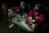 Two researchers examining an anaesthetised platypus (Ornithorhynchus anatinus) and starting to glue a temporary radio transponder to its tail, allowing researchers to track its movements. Snowy River...