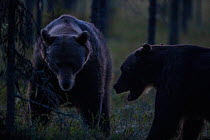 Brown bear (Ursus arctos), two showing aggression at night. Finland. August.